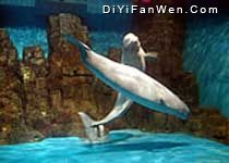 極地海洋動物館圖片