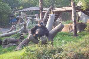 北京動物園組圖（2）圖片