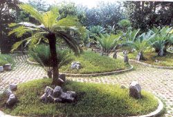 蘇鐵林圖片