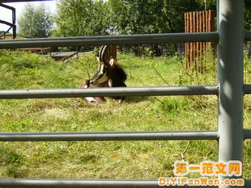 莫斯科動物園圖片