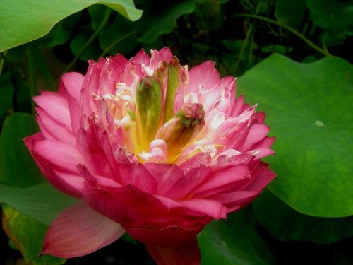 寶光寺內荷花開得正艷圖片