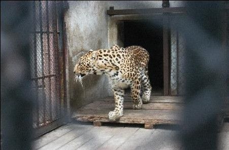蘇州東園—動物園圖片