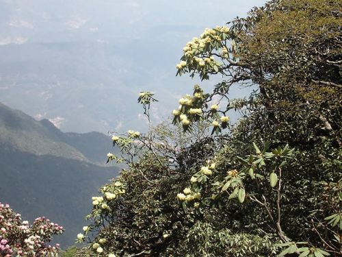 四川龍肘山圖片