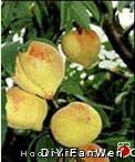 深州蜜桃