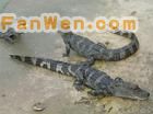 中國鱷魚湖圖片