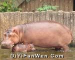 野生動物園圖片