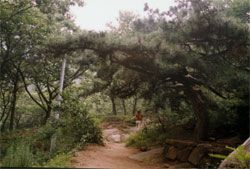 蒙山國家森林公園圖片