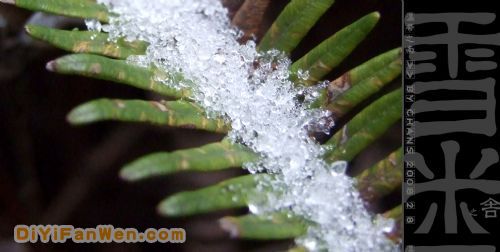 溫州雪米圖片