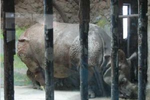 北京動物園組圖（3）圖片
