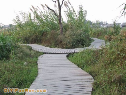 杭州西溪濕地圖片