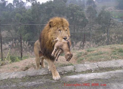 野生動物世界圖片