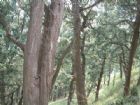 七曲山大廟