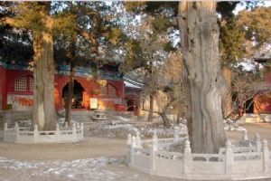 北京大覺寺組圖（2）圖片
