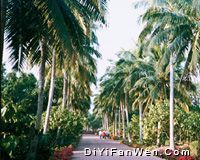 興隆熱帶植物園圖片