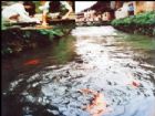 鯉魚溪