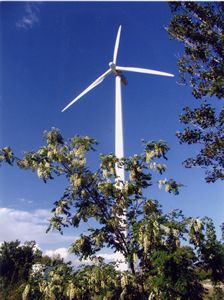 仙人島森林公園圖片