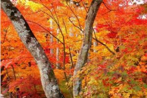 香山紅葉圖片