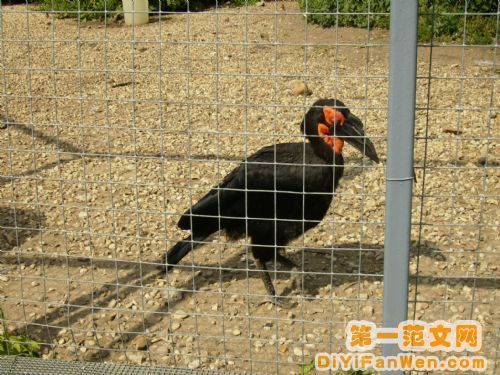 莫斯科動物園圖片