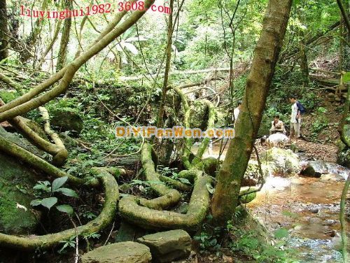 廣西大桂山國家森林公園圖片