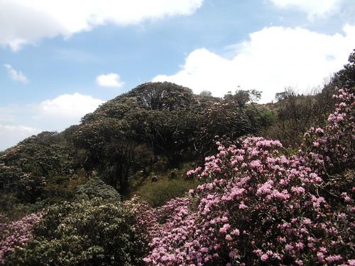 四川龍肘山圖片