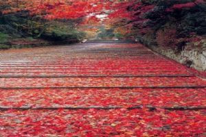 香山紅葉圖片