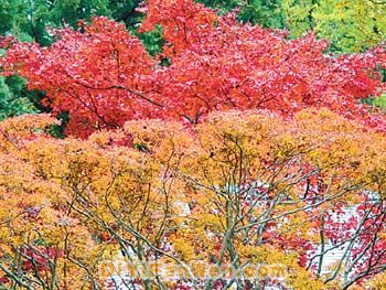 秋日登廬山看滿山紅葉圖片