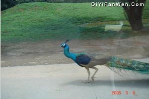 香江野生動物世界圖片