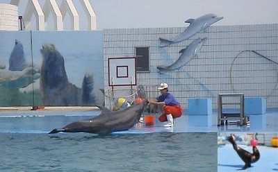 海豚表演館圖片