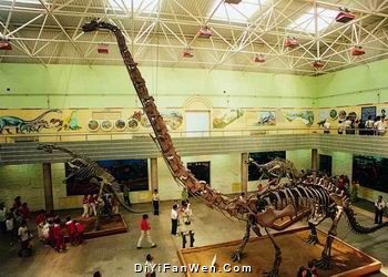 恐龍博物館圖片