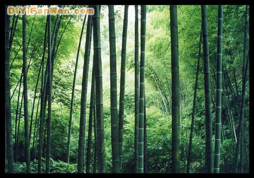 蜀南竹海風景區圖片