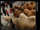 溫州動物園