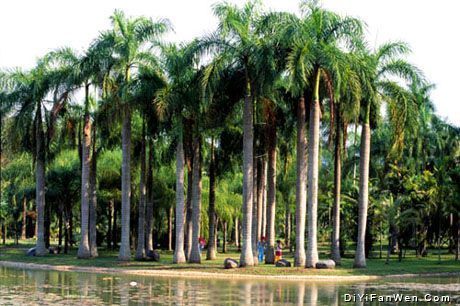 西雙版納熱帶植物園圖片