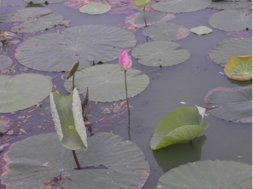 南京玄武湖圖片