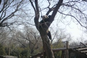 北京動物園組圖（3）圖片