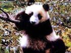 成都動物園