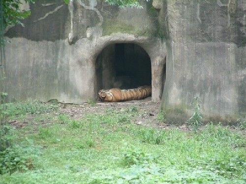 上海動物園圖片