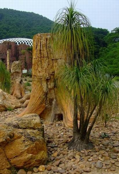 廣東仙湖植物園圖片
