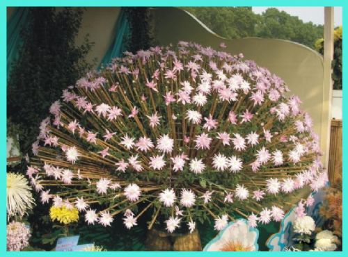 上海世紀公園看菊花圖片