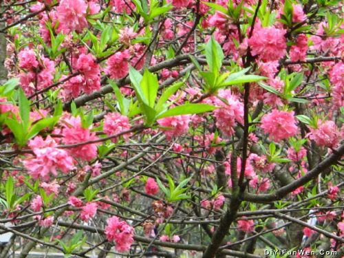桃花源風景圖片