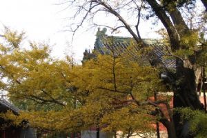 北京大覺寺組圖（2）圖片