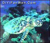 成都海洋館圖片