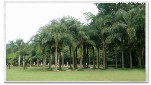 深圳仙湖植物園圖片