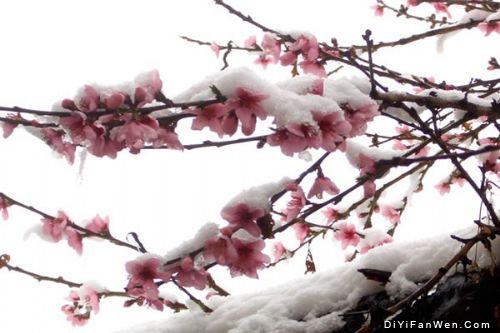 雲南麗江雪景圖片