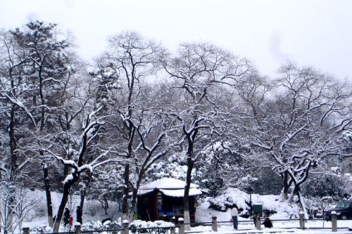 南京連日雪紛紛圖片