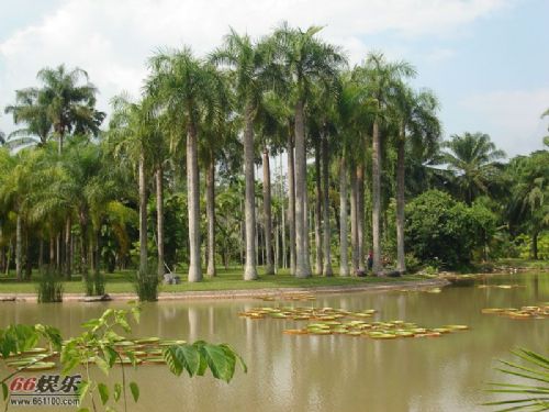 熱帶植物園圖片