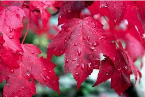香山紅葉圖片