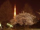日本櫻花夜景