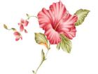 黑板報花邊：牽牛花花邊