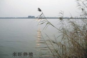 陽澄湖圖片