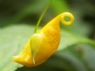 茂蘭喀斯特